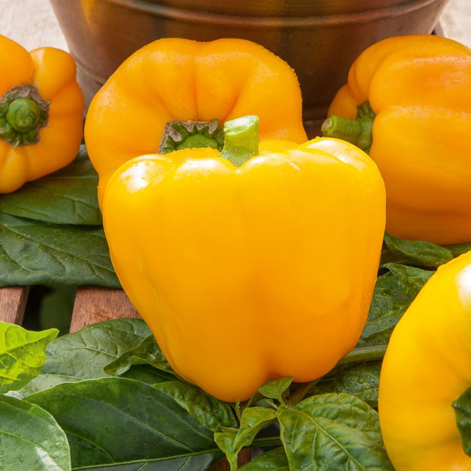 Paprika ‘California Wonder Yellow’ - Capsicum annuum California Wonder yellow - Bakker