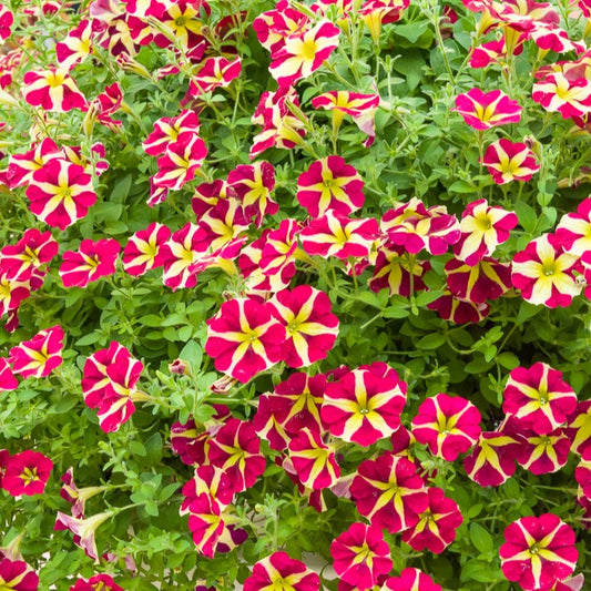 Petunie 'Amore Queen of Hearts' (x3) - Bakker