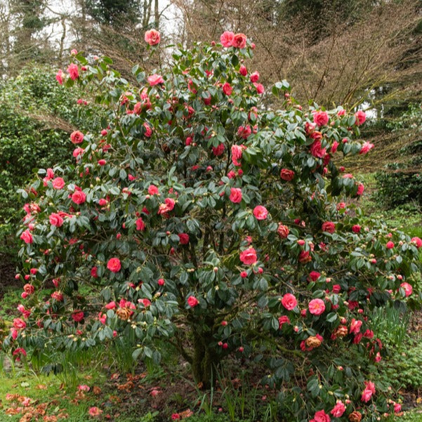 Japanische Kamelie ‘Mathotiana Rosea’ - Camellia Mathotiana rosea - Bakker