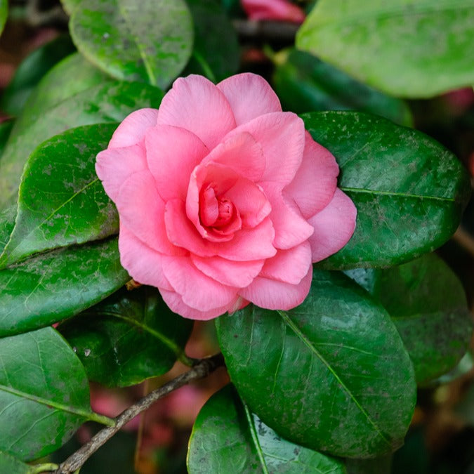 Camellia Mathotiana rosea - Japanische Kamelie ‘Mathotiana Rosea’ - Kamelie