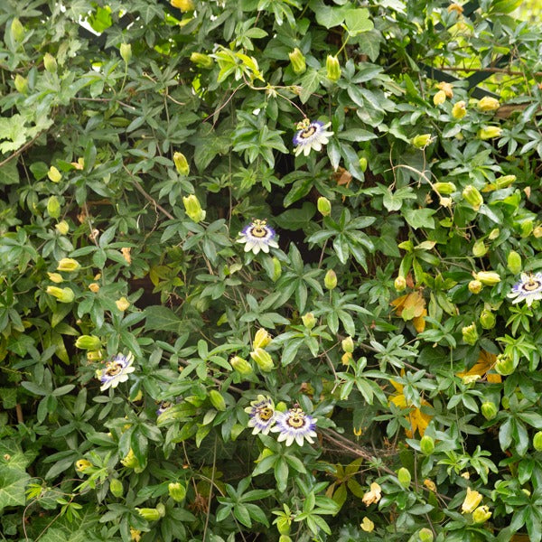 Verkauf Passionsblume