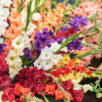 Pakete mit Blumenzwiebeln - Packung mit 312 Blumenzwiebeln - Anemone, Brodiae, Gladiolus, Sparaxis, Freesia, Acidanthera