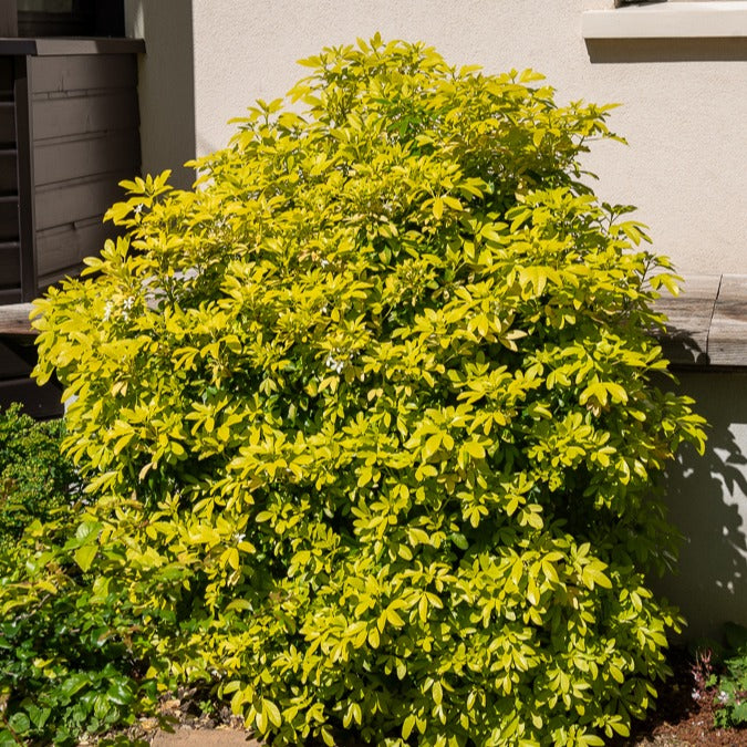 Verkauf Orangenblume ‘Sundance’ - Choisya ternata Sundance Lich