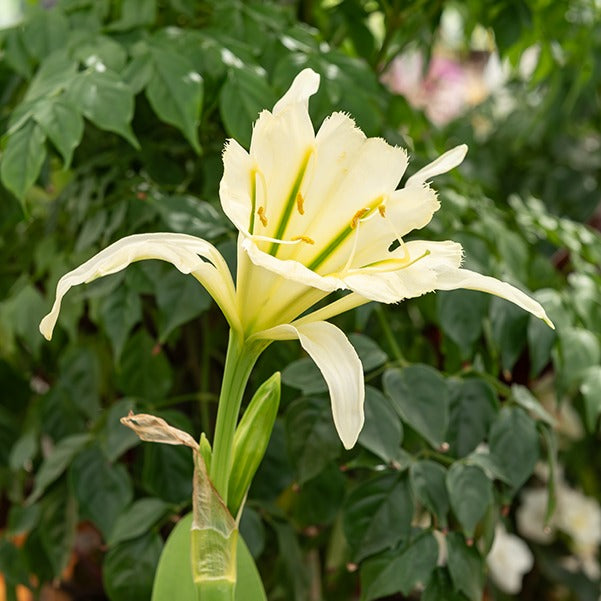 Sommerzwiebeln - Ismene 'Sulphur Queen' (x2) - Hymenocallis festalis sulphur queen