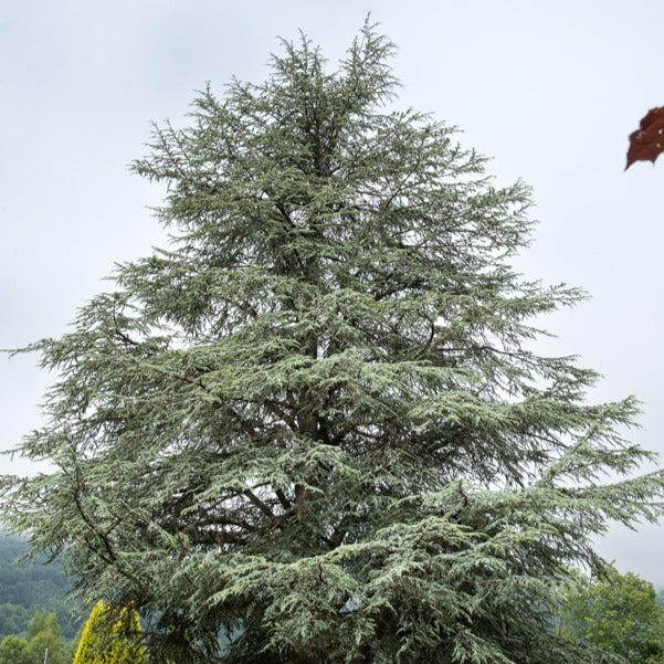 Cedrus atlantica glauca - Blaue Atlaszeder - Nadelbäume