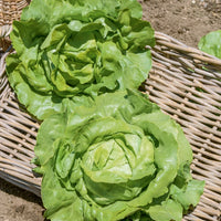 Kopfsalat Sylvesta - Bakker