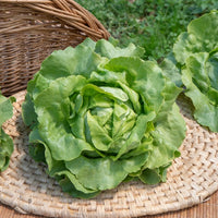 Kopfsalat Sylvesta - Lactuca sativa sylvesta - Bakker