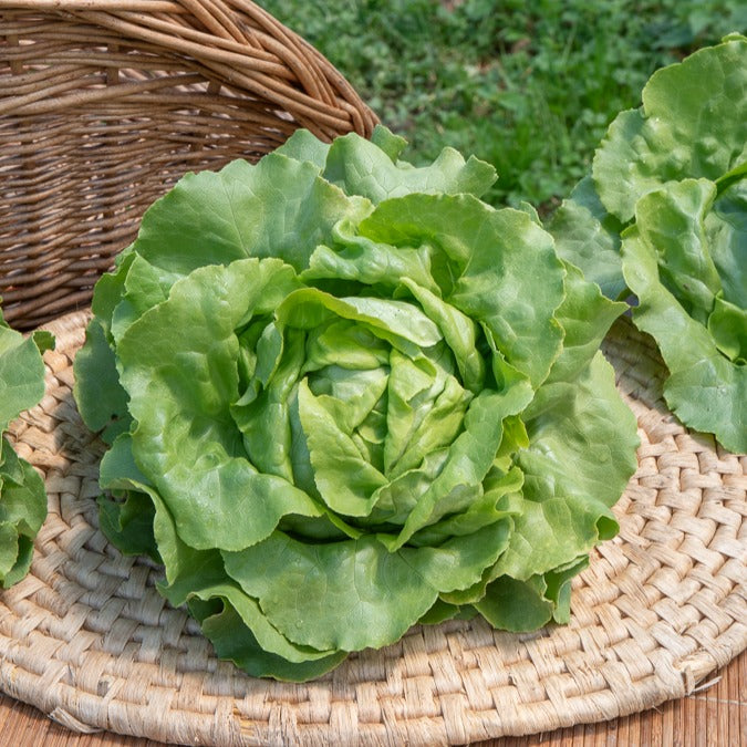 Kopfsalat Sylvesta - Lactuca sativa sylvesta - Bakker