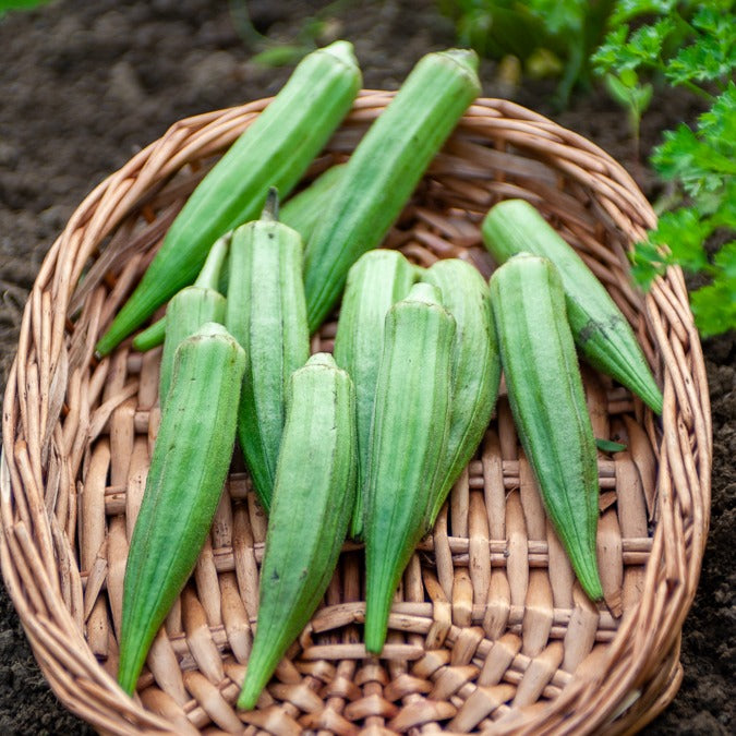 Okra - Bakker