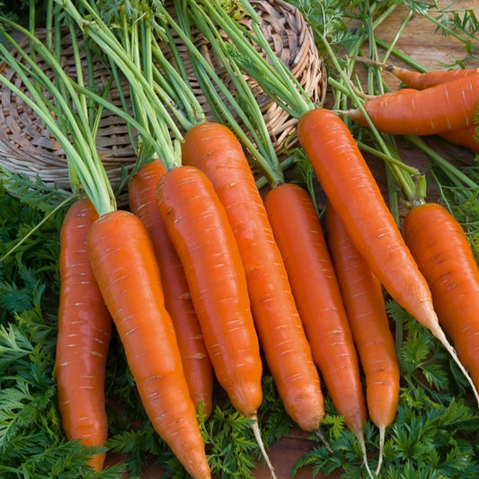 Möhre ‘Berlicum 2’ - Bakker