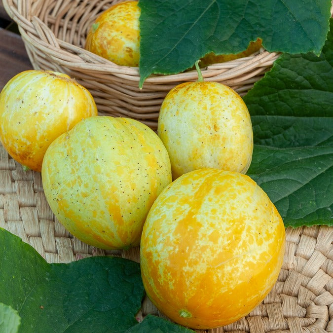 Zitronengurke ‘Lemon’ - Bakker