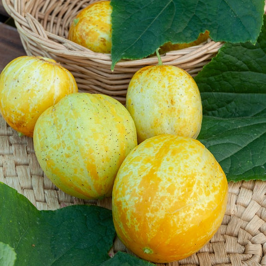 Zitronengurke ‘Lemon’ - Bakker
