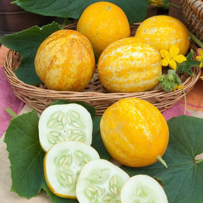 Zitronengurke ‘Lemon’ - Cucumis sativus lemon - Bakker