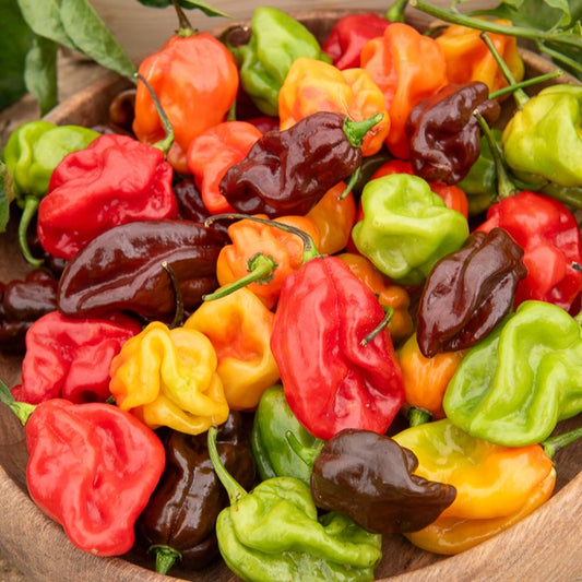 Chili ‘Habanero’ - Bakker