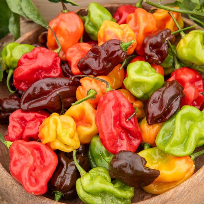 Chili ‘Habanero’ - Bakker