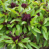 Thai-Basilikum Siam Queen - Ocimum basilicum siam queen - Bakker