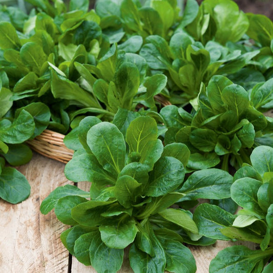 Feldsalat ‘Favor’ - Bakker