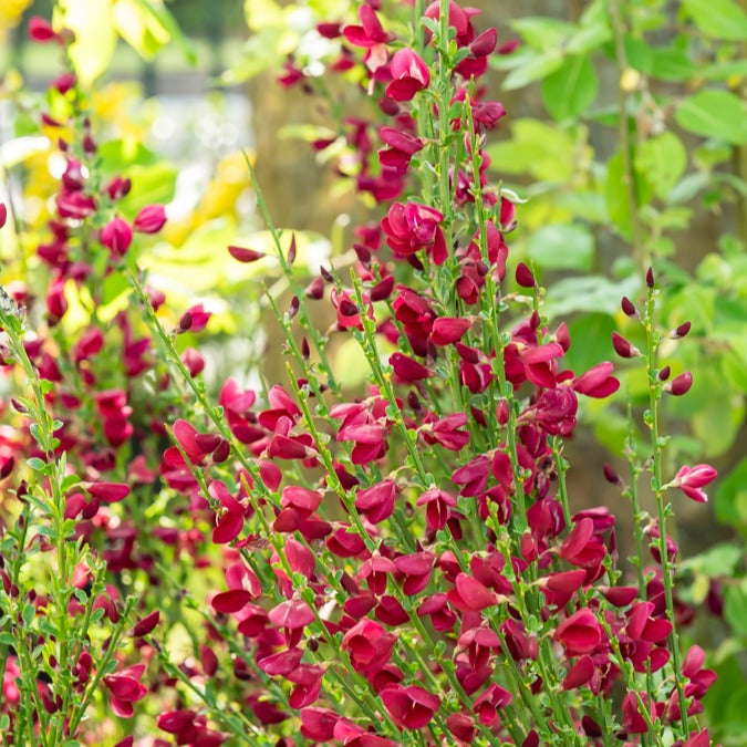 Edelginster Boskoop Ruby - Bakker