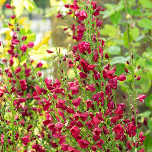 Edelginster Boskoop Ruby - Bakker