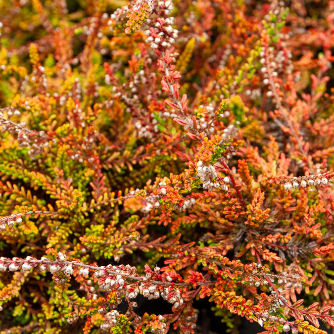 Calluna vulgaris Wickwar Flame - Besenheide Wickwar Flame - Heidekraut