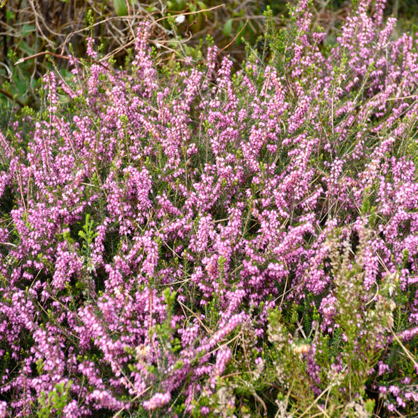 Winterheide Furzey - Erica darleyensis furzey - Bakker