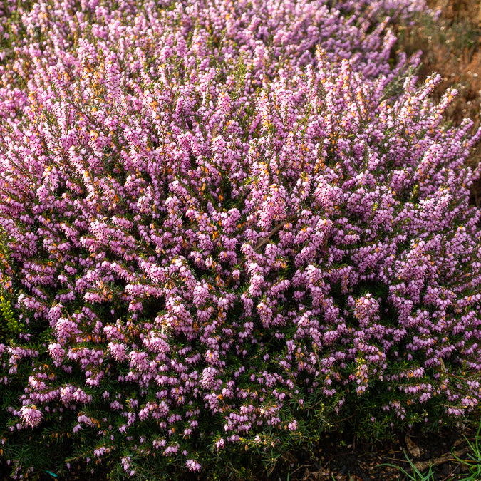 Verkauf Winterheide 'Darley Dale' - Erica darleyensis Darley Dale