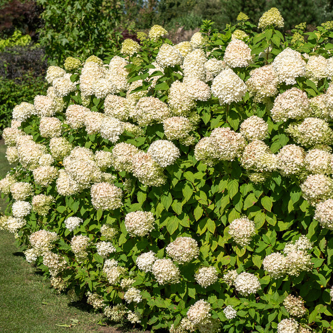 Verkauf Rispenhortensie 'Silver Dollar' - Rispenhortensie