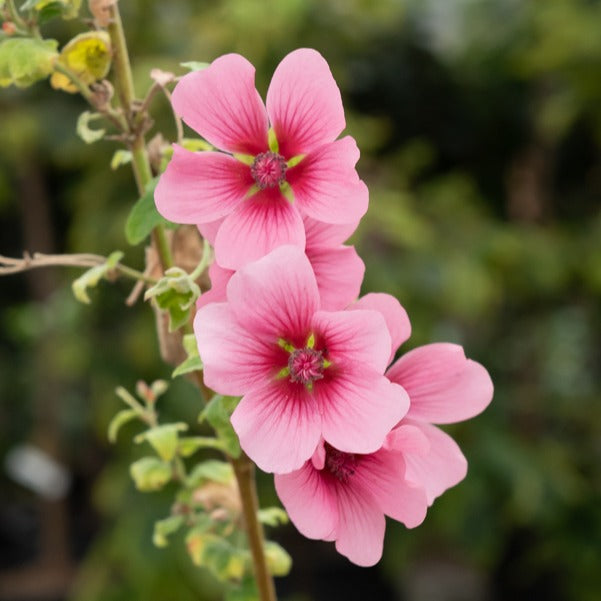 Kapmalve El Rayo - Anisodontea El Rayo - Bakker