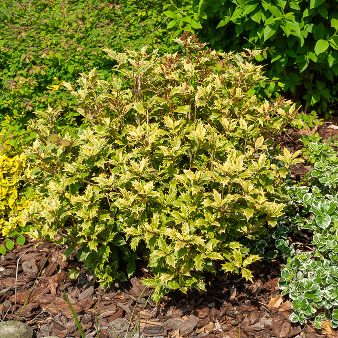 Verkauf Osmanthus 'Goshiki' (buntlaubig) - Osmanthus heterophyllus Goshiki
