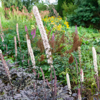 Silberkerze Brunette - Actaea simplex Brunette - Bakker