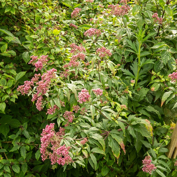 Wasserdost ‘Plenum’ - Eupatorium cannabinum Plenum - Bakker
