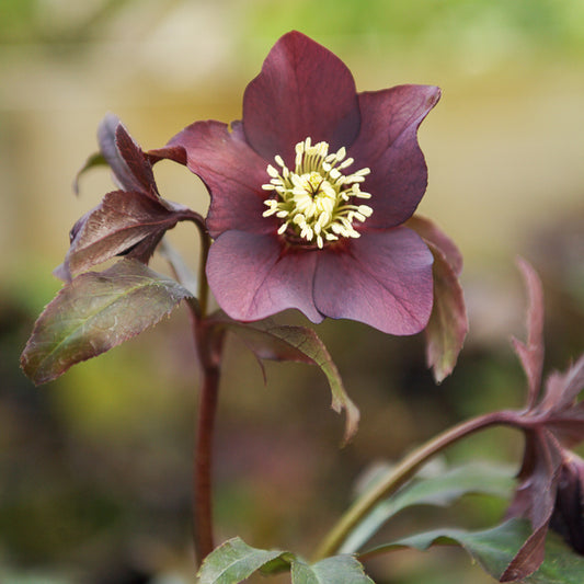 Lenzrose ‘Black’ - Bakker