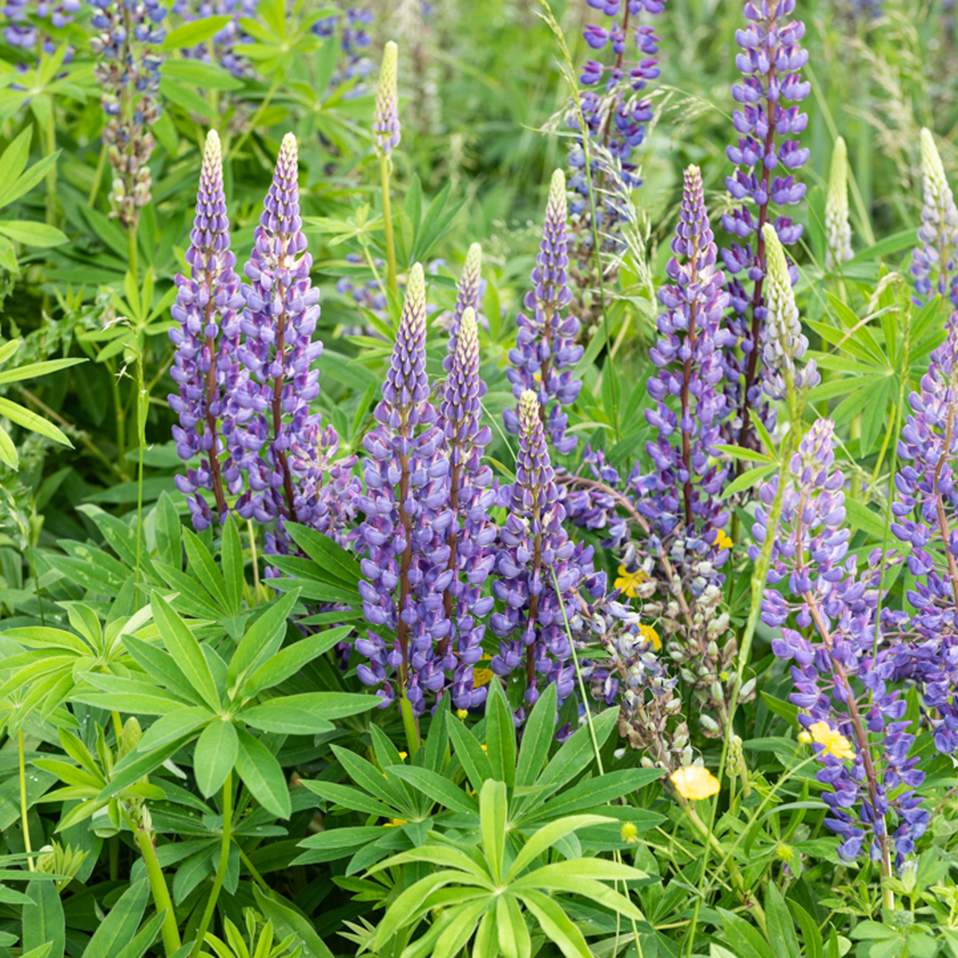 Lupin Gallery Blue - Lupinus Gallery Blue - Bakker