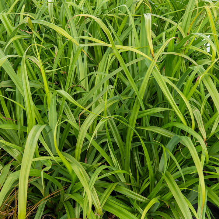 Hängende Seggen - Carex pendula - Bakker
