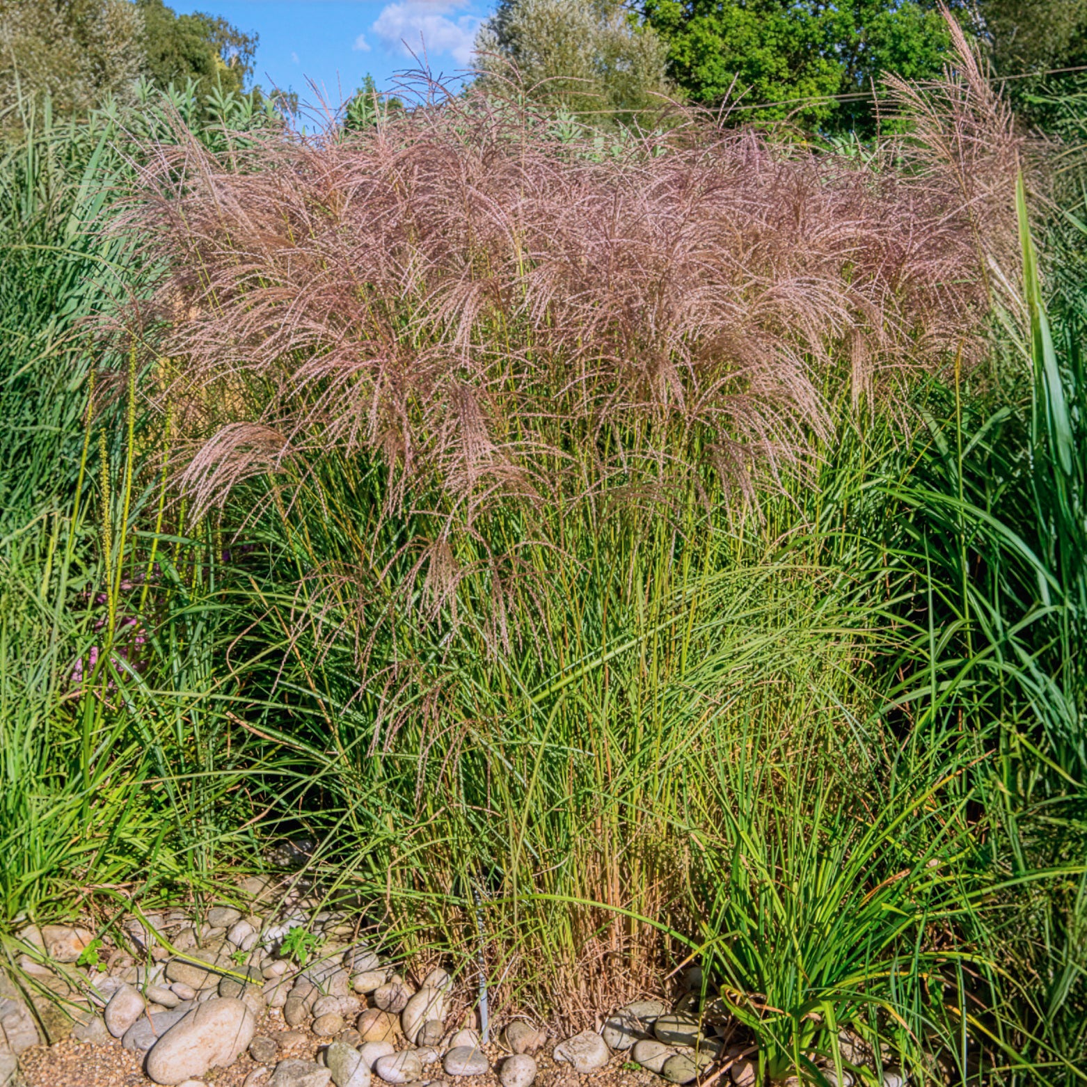 Miscanthus - Chinaschilf Flamingo - Miscanthus sinensis flamingo