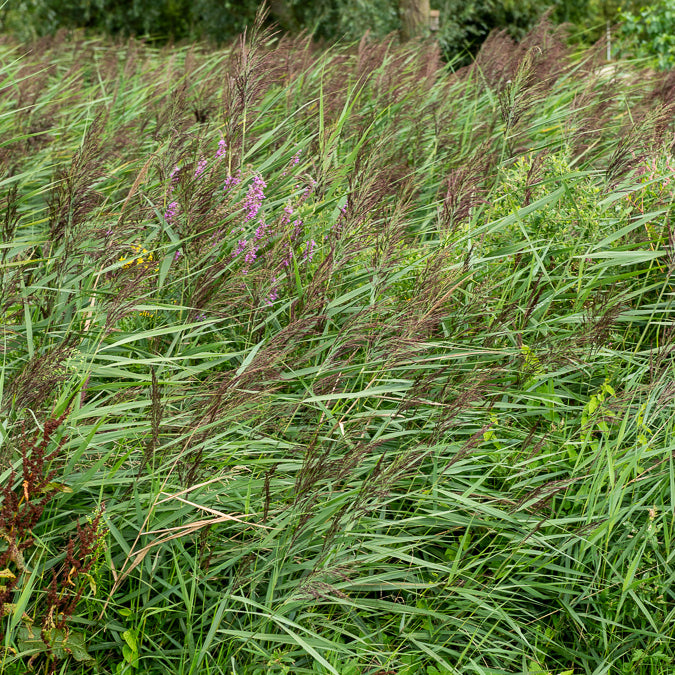 Phragmites australis - Gewöhnliches Schilfrohr - Schilfe