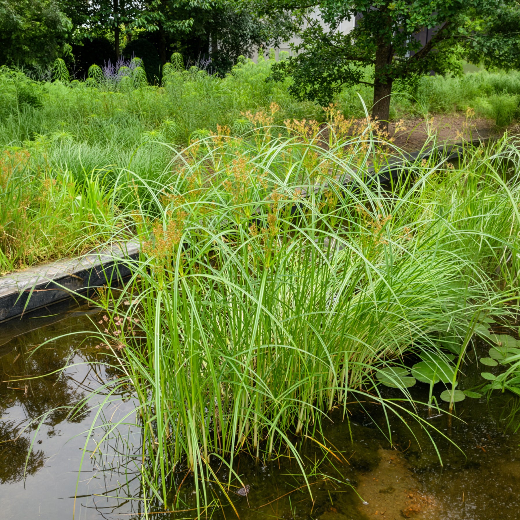 Gräser - Wohlriechende Erdmandel - Cyperus longus