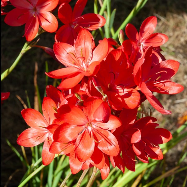 Kaffernlilie 'Major' - Schizostylis coccinea major - Bakker