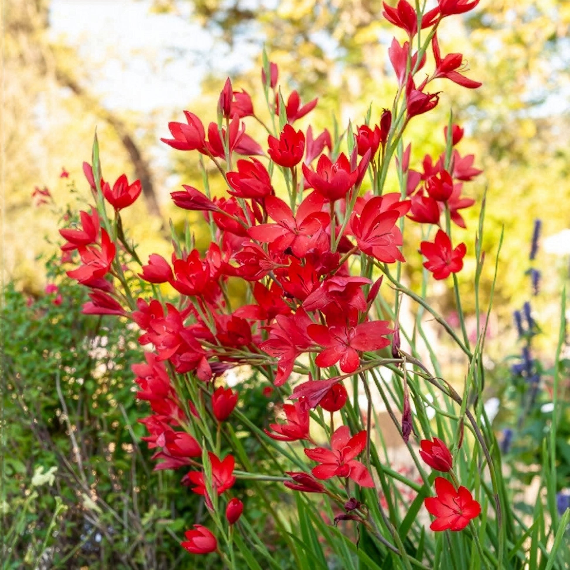 Kaffernlilie 'Major' - Bakker