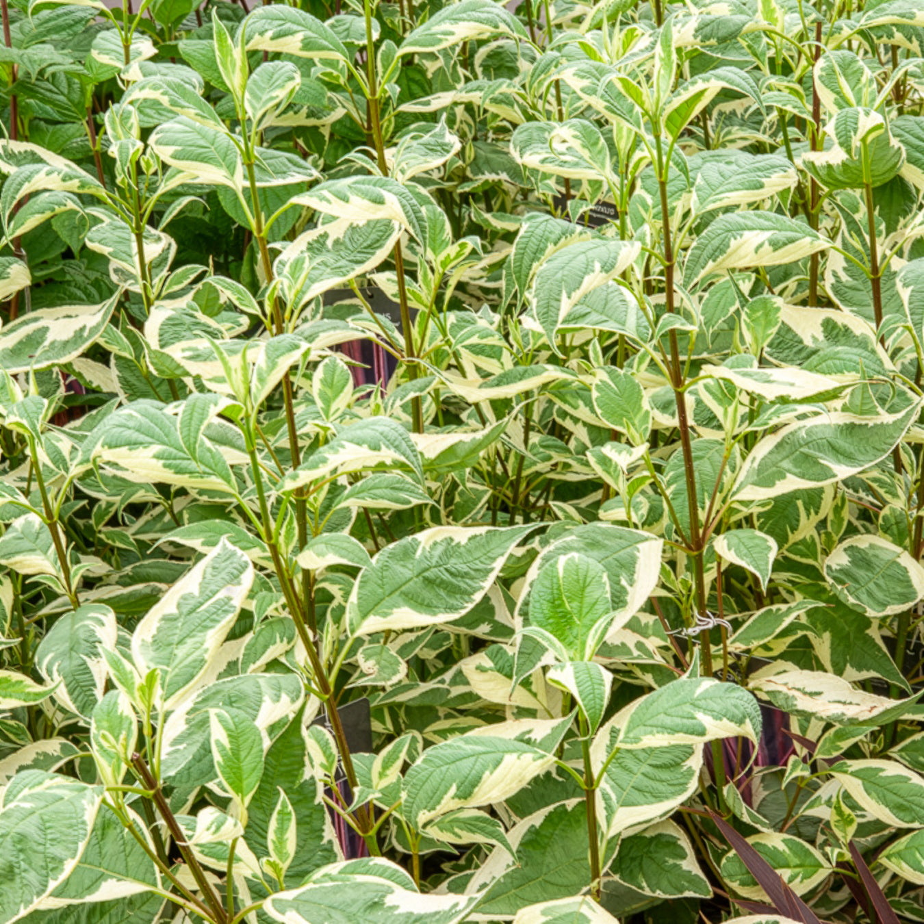 Cornus alba elegantissima - Weißer Hartriegel Elegantissima - Sträucher