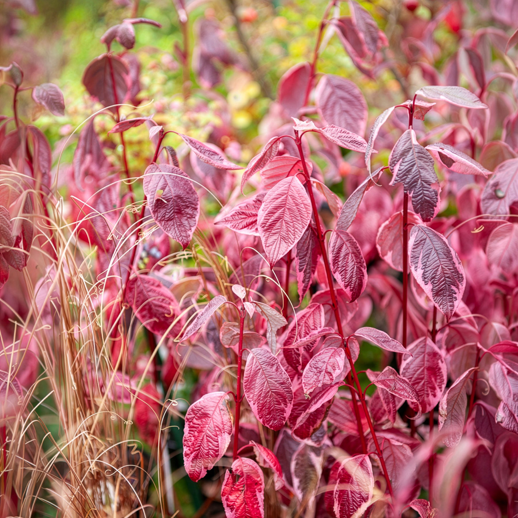 Sträucher - Weißer Hartriegel Elegantissima - Cornus alba elegantissima