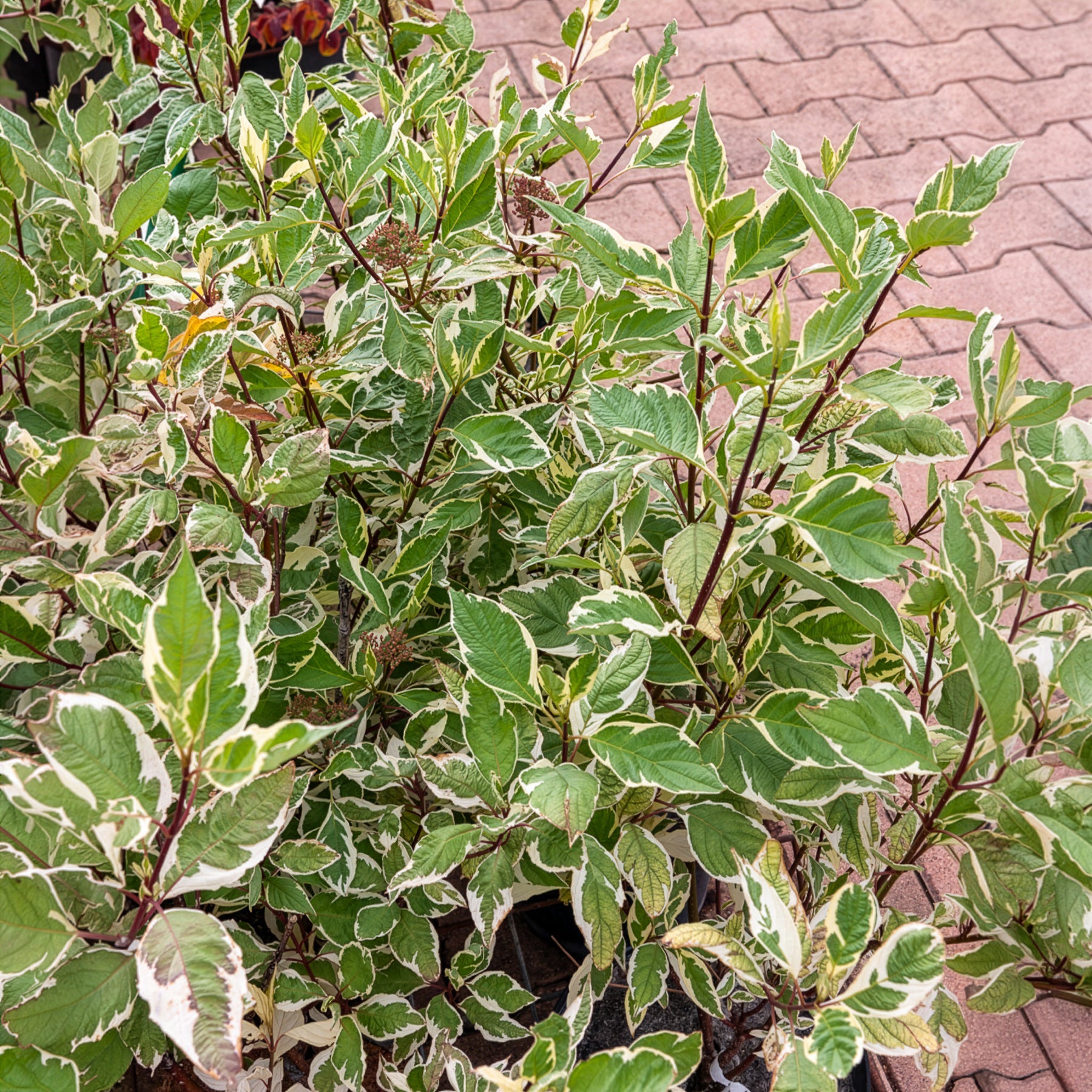 Weißer Hartriegel Elegantissima - Bakker