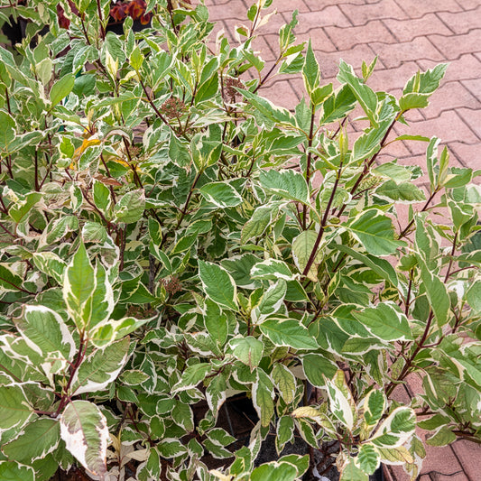 Weißer Hartriegel Elegantissima - Bakker
