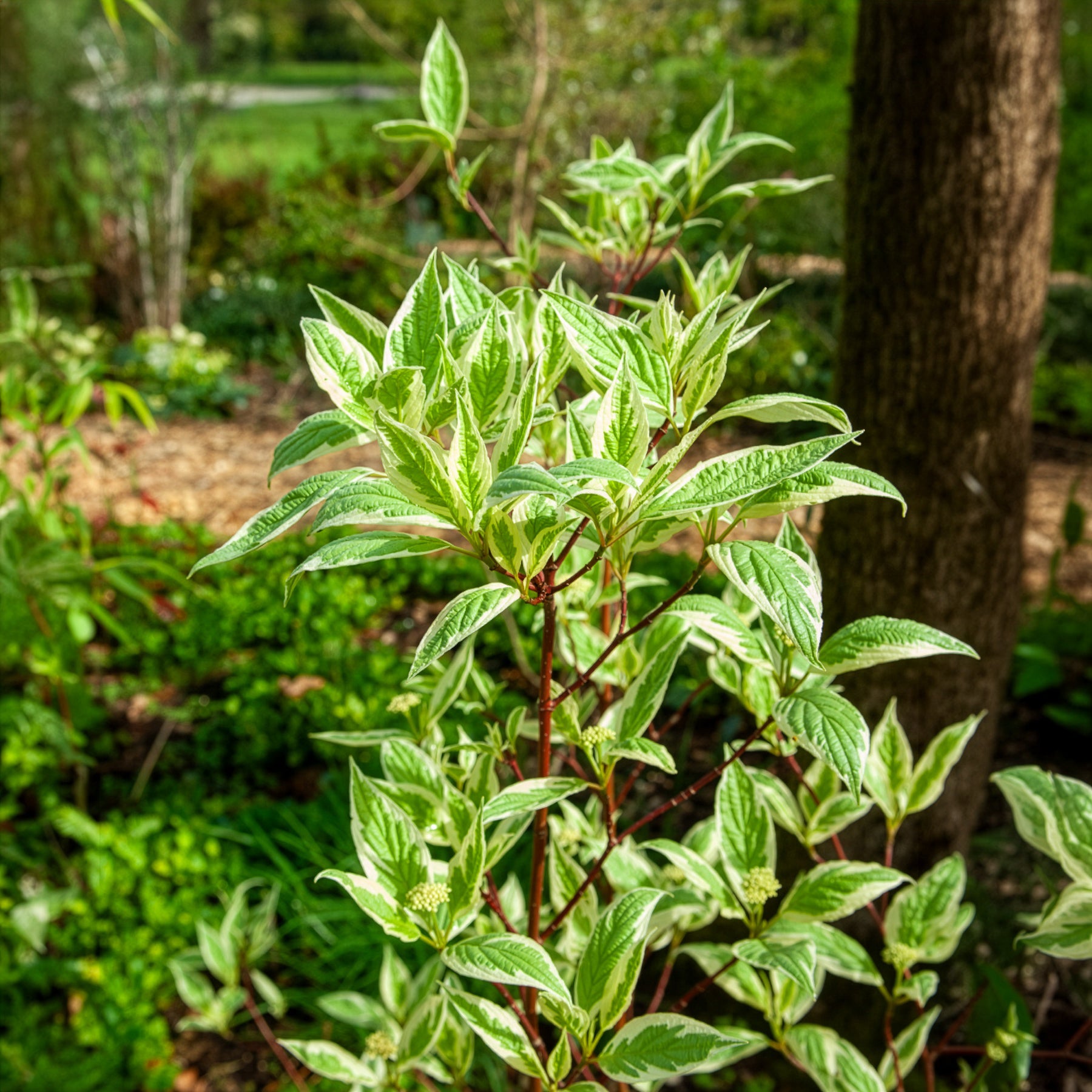Verkauf Weißer Hartriegel Elegantissima - Cornus alba elegantissima