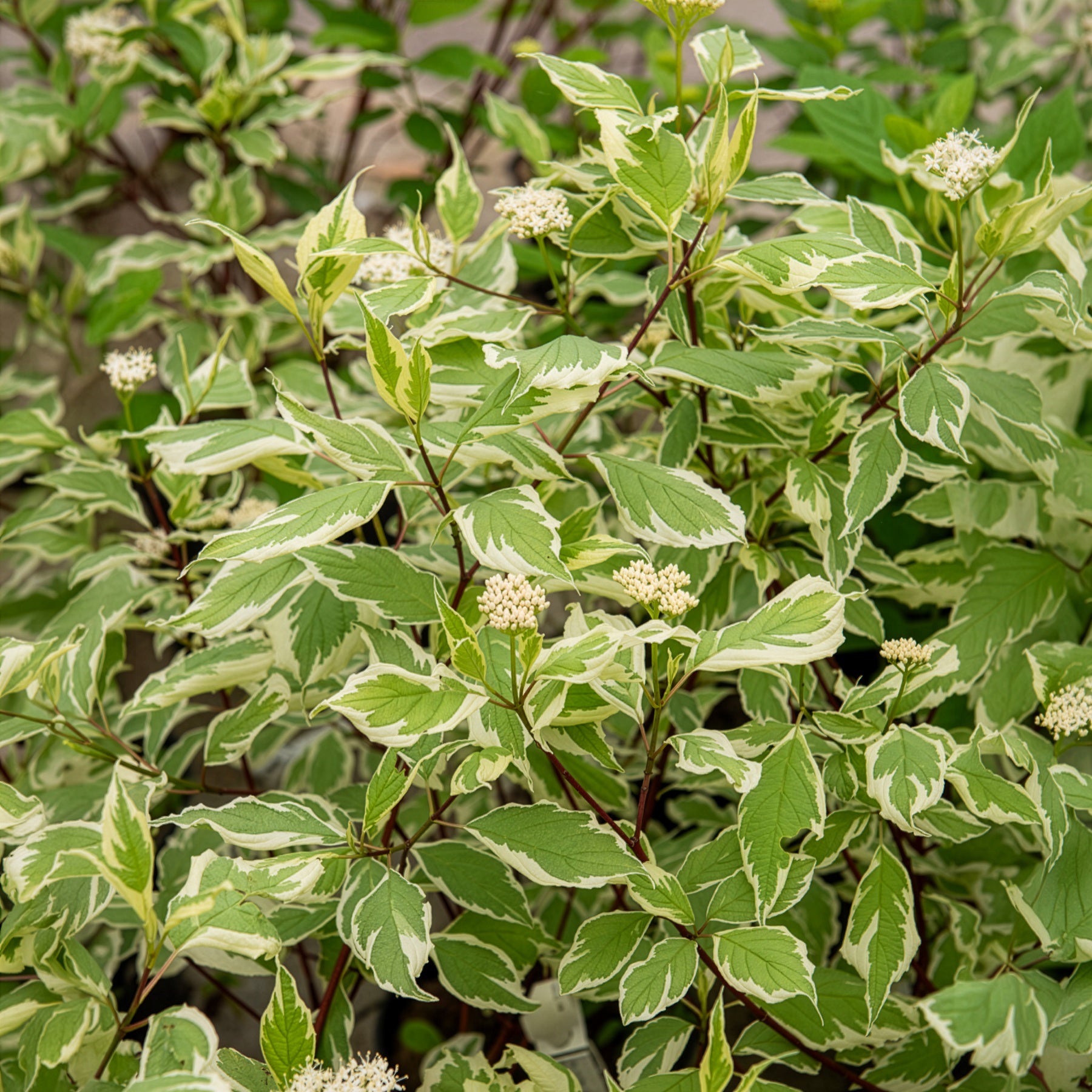 Verkauf Weißer Hartriegel Elegantissima