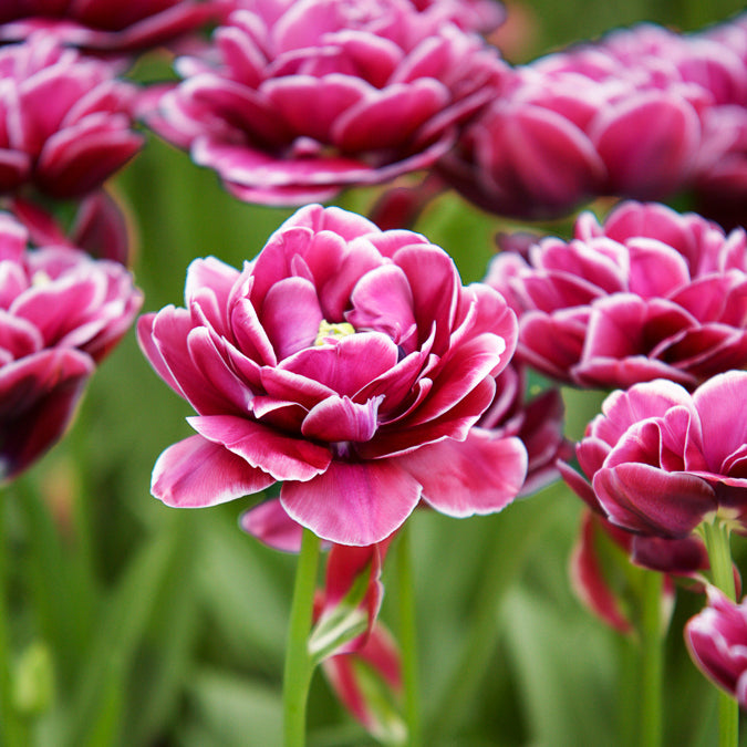 Tulipa Dream Touch - Tulpe Dream Touch (x7) - Tulpen-Zwiebeln