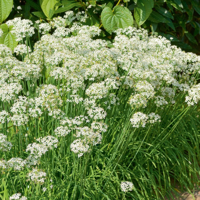 Schnittknoblauch - Allium tuberosum - Bakker