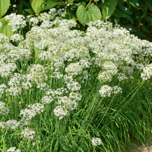 Schnittknoblauch - Allium tuberosum - Bakker