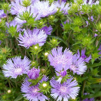 Stokesie ‘Mels Blue’ - Stokesia laevis Mels blue - Bakker