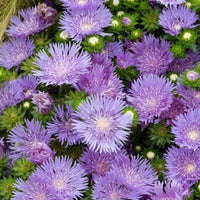 Stokesie ‘Mels Blue’ - Bakker